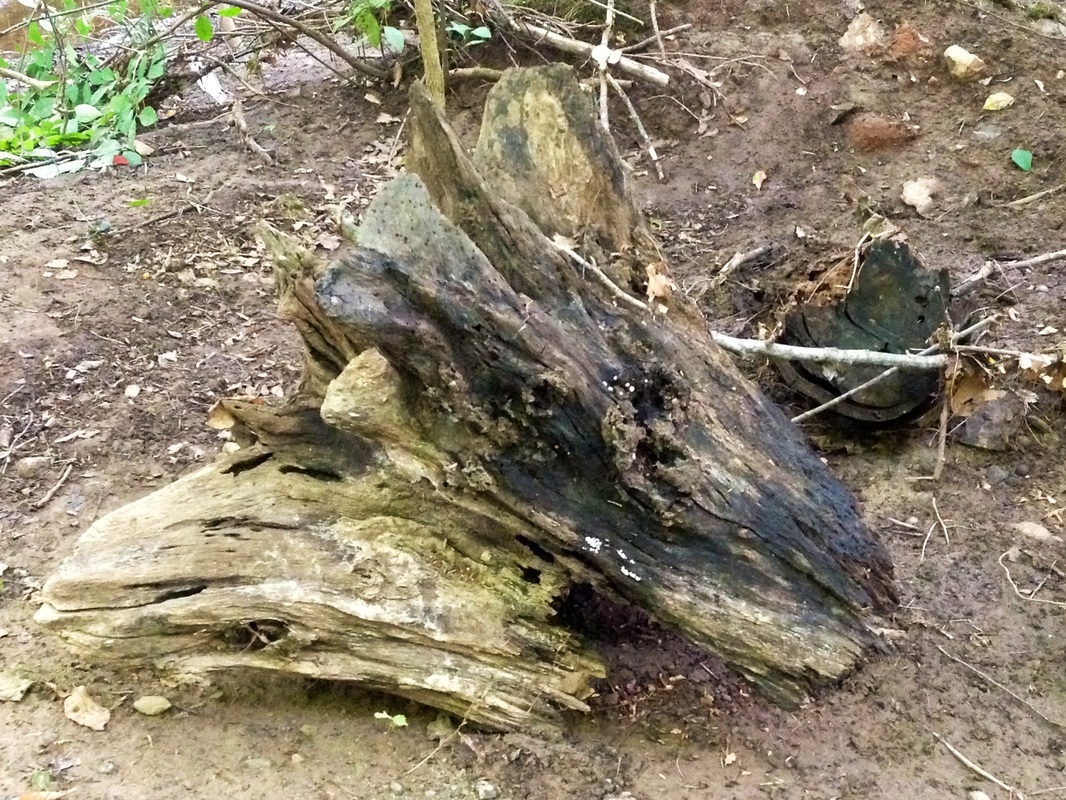 Picture: Getting happy with my imagination now: Doesn't this old log look like a Triceratops head?