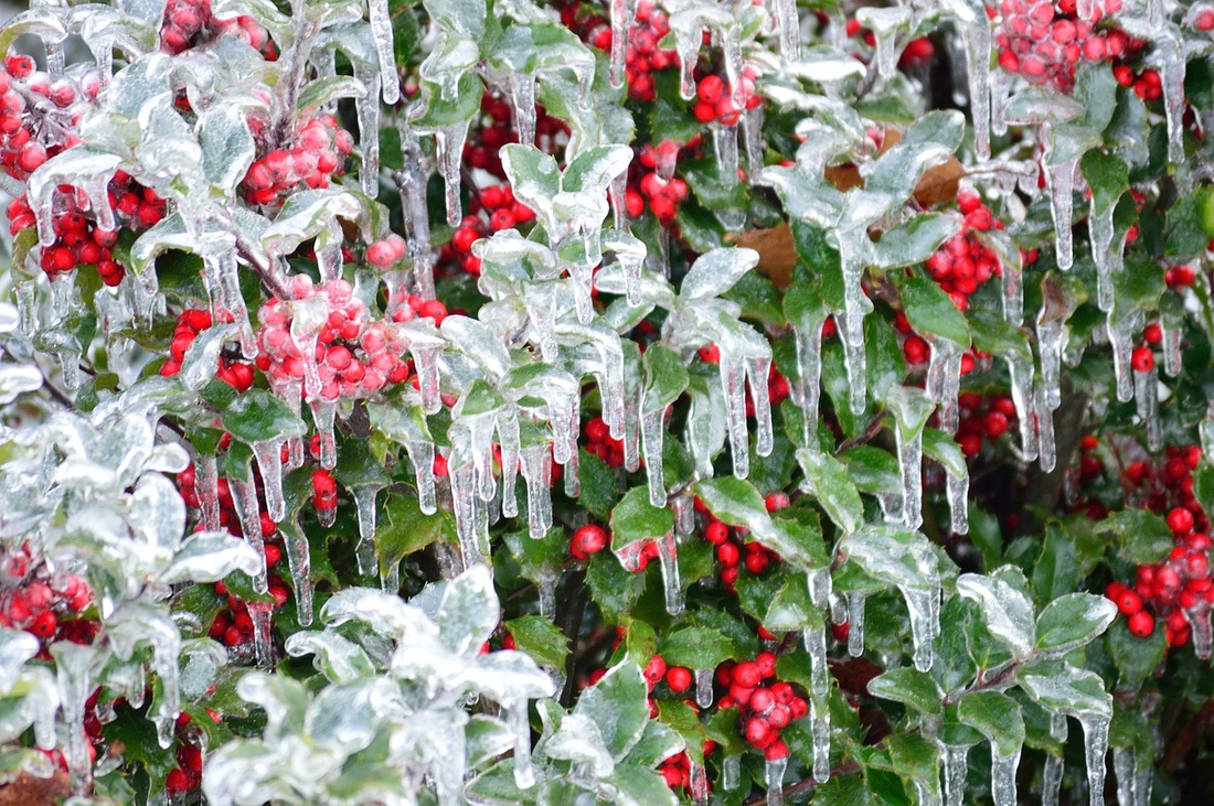 ice covers red holly berries_www.catmichaelswriter.com