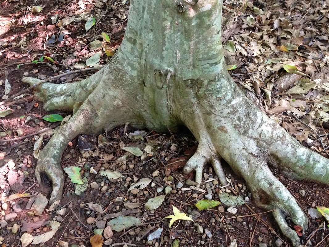 (Picture: gray tree trunk that has roots looking like outstretched hands lying on top of the soil.) More Anthropomorphisizing This tree wants to scurry away on human-hand-looking roots.  Hmmm.  That could be the start of a good story line.