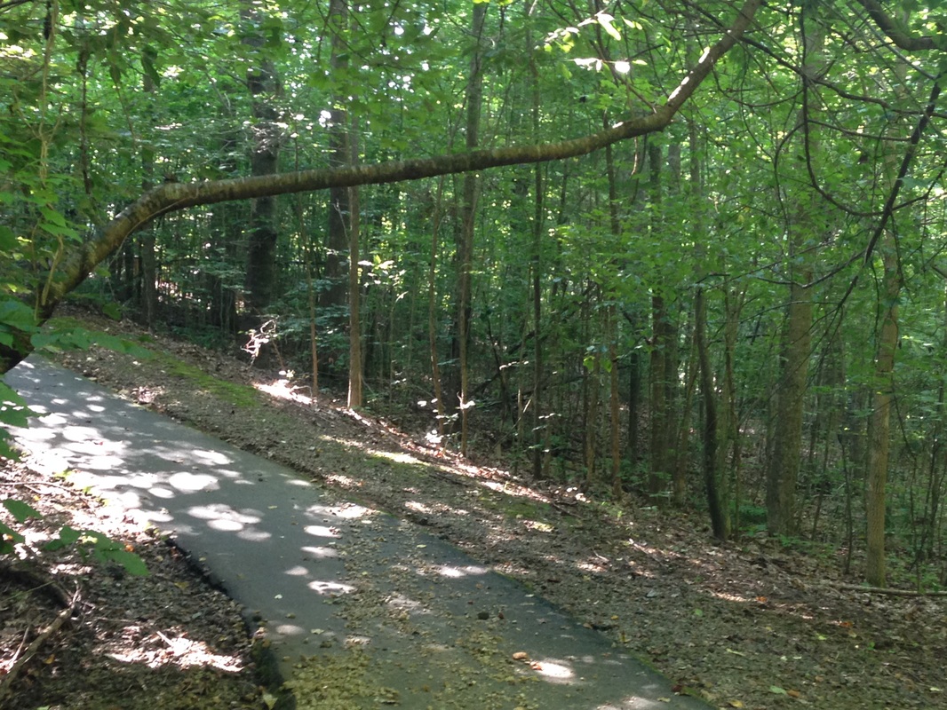 Picture: hill path in green wood: Oops!  Watch your head on that limb!  No worries about stepping on snakes today.  It's not hot enough for reptiles to slither onto the path to cool themselves on concrete. Plus, copperheads stay close to the creek ... I think.