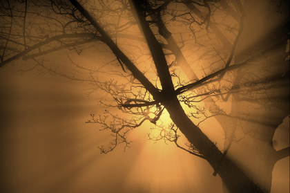 Picture: Spooky, backlit tree: Cat Michaels: 