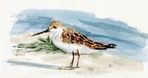 water color drawing of a tern at the beach