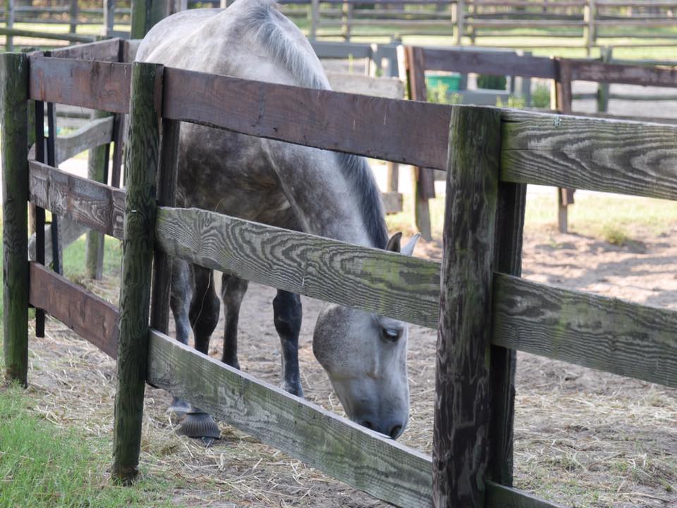 Tag Along on a Photo Walk to an Equine Farm as this City Girl Researches Horses for her Middle Grade Tale ~ catmichaelswriter.com